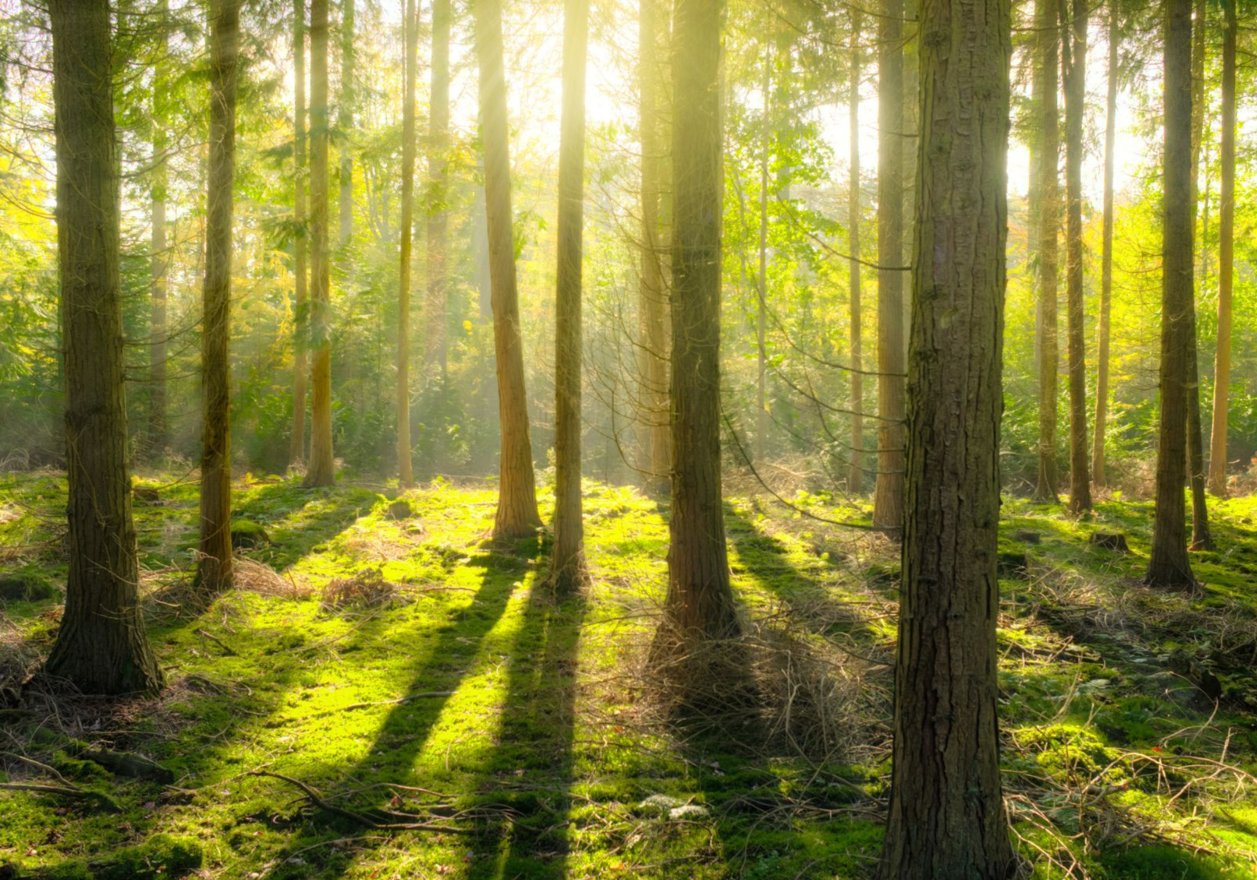 sustainability